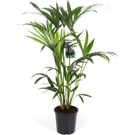 Howea Forsteriana Kentia Palmier d’Intérieur Feuillage Tropical Élégant Pot 19 cm Hauteur 80 cm - PANGIVO