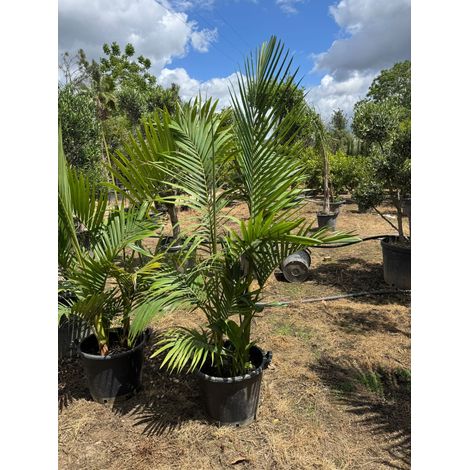 Archontophoenix tre tronchi vaso 35 cm h 180/200 cm – Palma tropicale elegante