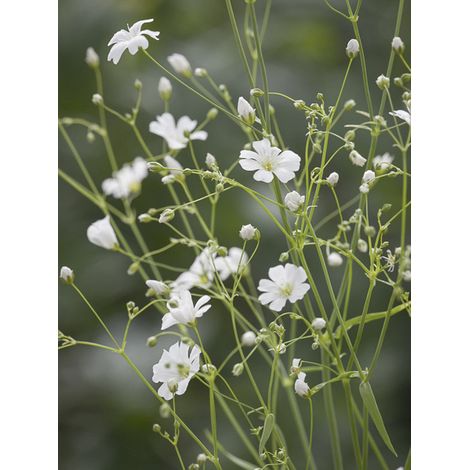 Gypsophile 'Covent Garden' le sachet de 5100 graines (3g) (1/2)