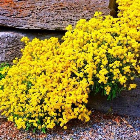 30000 Graines Thym Serpolet Jaune – Vivace Rustique, Idéale Rocaille & Espaces Secs (1/5)