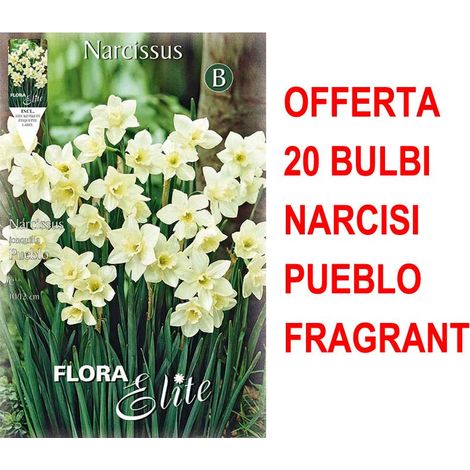 OFFERTA 20 BULBI NARCISO JONQUILLA PUEBLO FRAGRANT BULBS