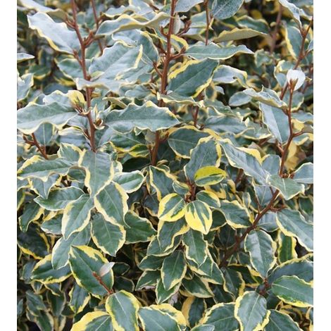 Eleagno variegato "Eleagnus x ebbingei Limelight" pianta in vaso ø18 cm (1/5)