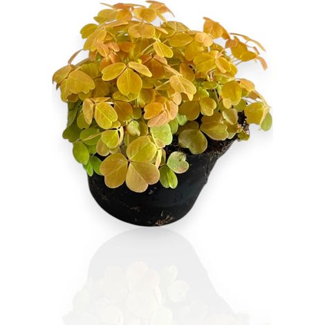 Gardenaria Oxalis triangularis gialla - Pianta da interno ornamentale - Altezza: 15 cm (vaso 10)