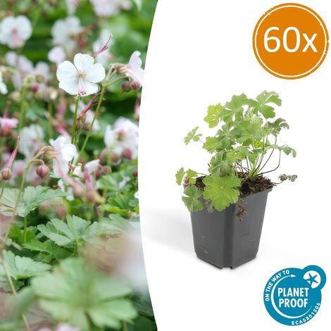 Lot de 60 Géraniums Biokovo Couvre-sol Vivaces Fleurs Blanc-Rosé Pot Ø 9 cm 10-25 cm - PANGIVO (1/5)