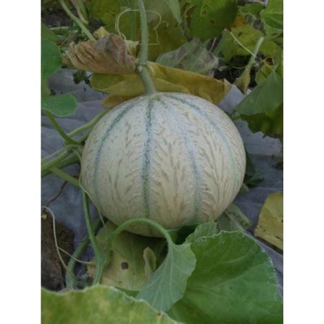 Melon 'Stellio' le sachet de 5  8 graines (0,2g) (1/2)