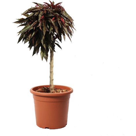 Pesco Nano Crimson Bonfire - Prunus Persica - Pianta da Frutto - Vaso Ø 24 cm (1/3)