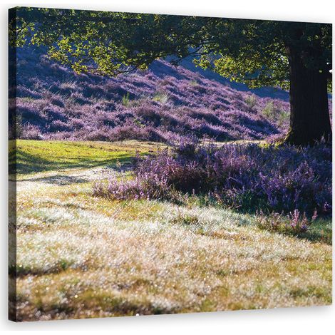 Tableau sur toile Champ de lavande 30x30 (1/5)