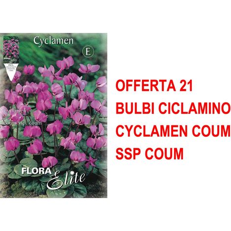 OFFERTA 21 BULBI CICLAMINO CYCLAMEN COUM SSP COUM BULBS BULBES