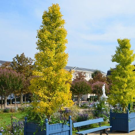 Arbre aux 40 écus Blagon®, Ginkgo/Pot de 15L - 100/150 cm