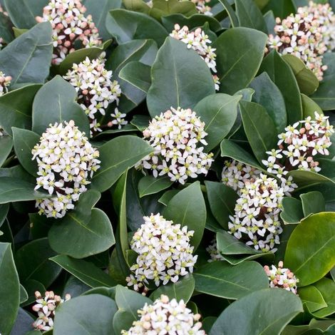 1 PIANTA SKIMMIA JAPONICA IN CIOTOLA DA 25CM COLORI ASSORTITI BIANCO O ROSSO, PIANTE DA ESTERNO, SEMPREVERDE, FIORI DA BALCONE