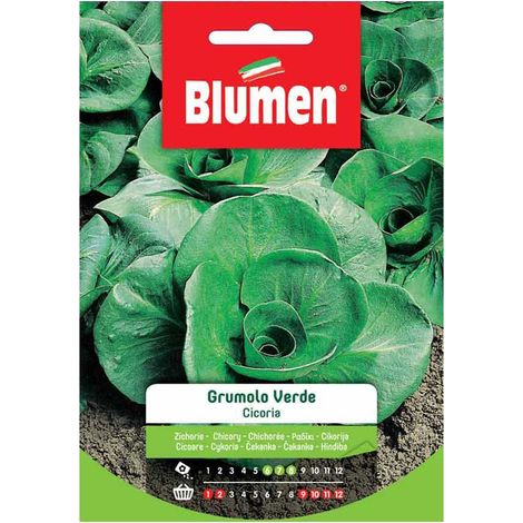SEMI CICORIA TAGLIO GRUMOLO VERDE M BLUMEN