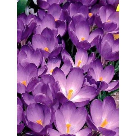 Crocus tommasinianus 'Ruby Giant' Bulbe calibre 6+ (par 30) (1/2)