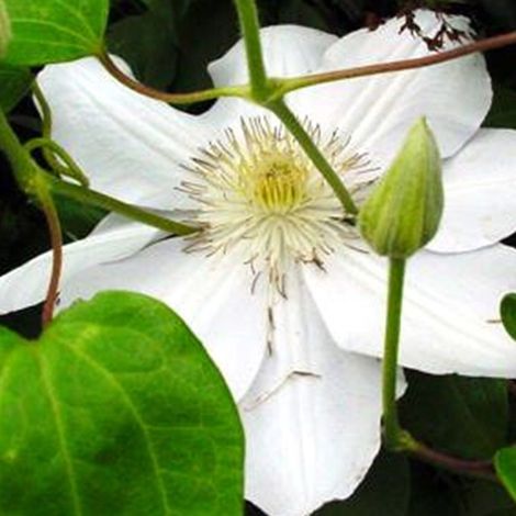 Clématite  - Clematis 'Mevrouw Le Coultre'  - 50-60 cm pot