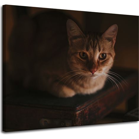 Leinwanddruck Tiere Hauskatze 100x80 cm