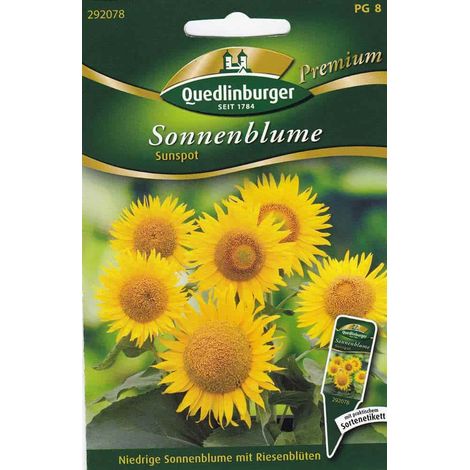 Quedlinburger Sonnenblume Sunspot - Blumensamen (1/2)
