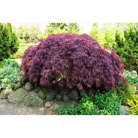 Acero rosso giapponese ad innesto basso "Acer palmatum dissectum Garnet" pianta in vaso ø22 cm (1/5)