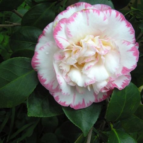 Pépinières Naudet – Camélia du Japon 'Margaret Davis' – Arbuste persistant 3-5m – Fleurs semi-doubles blanc opaline bordées de rose – Rustique jusqu'à -15°C (1/5)