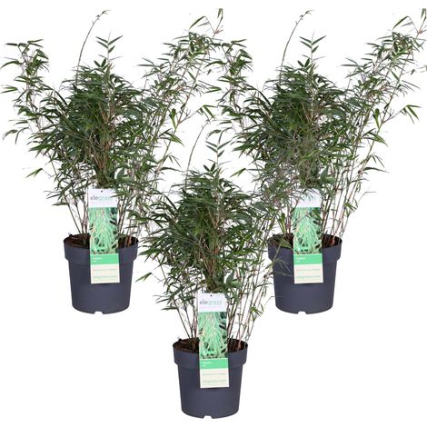 Lot de 3 Bambous Fargesia rufa Non Traçants Hauteur 80 cm Pot Ø 23 cm Idéal Haie et Bac - PANGIVO (1/5)