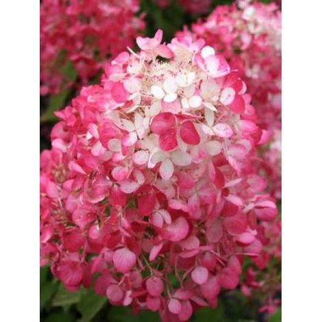 Hortensia paniculé 'Diamant Rouge' Pot de 7,5L/10L, 3/4 branches (1/2)
