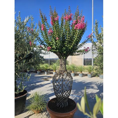 LAGERSTROEMIA INDICA ANFORA CIOTOLA 90