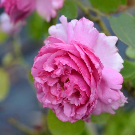 Gardenaria Rosa rampicante 'Yves Piaget' Meilland - Rosa da giardino - Altezza: 180 cm (vaso 17) (1/3)