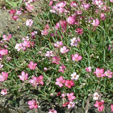 4 x Gypsophile  - Gypsophila 'Rosenschleier'  - godet 9x9 cm (1/4)