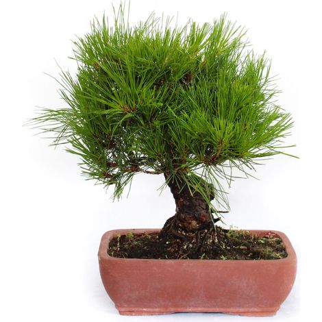 Bonsai Pinus Densiflora - Bonsai Pino Rosso Giapponese - H 30-40 cm Vaso Ø 25 cm (1/3)