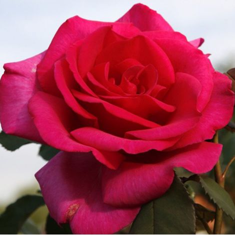 2 x Rosa  - Kordes Eleganza® rosier - Rosa 'Parole'®