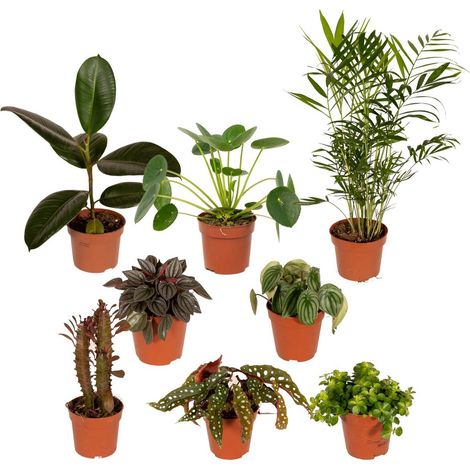 Lot de 8 plantes assorties pour intérieur et extérieur – Pot 12 cm, collection végétale variée - PANGIVO (1/5)