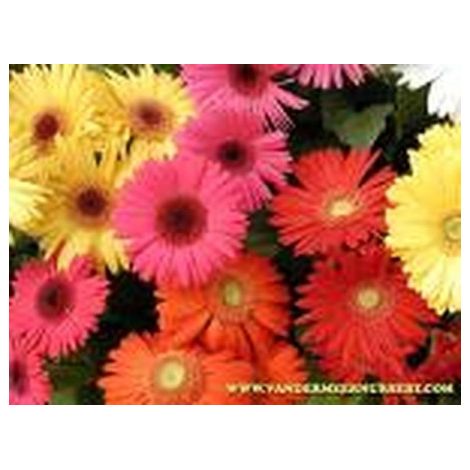 Gerbera HYB F1 vivace varié – Fleurs écarlates et orangées – Semis en mars-avril – Idéal pour massifs et fleurs coupées – Graines Bocquet