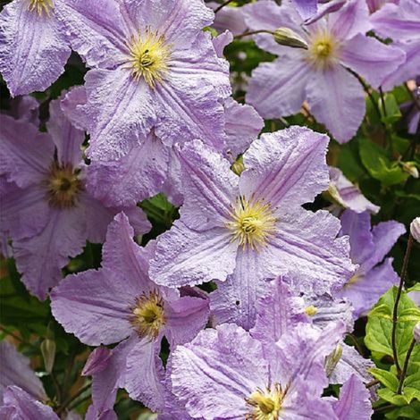 Clématite  - Clematis 'Blekitny Aniol'  - 50-60 cm pot