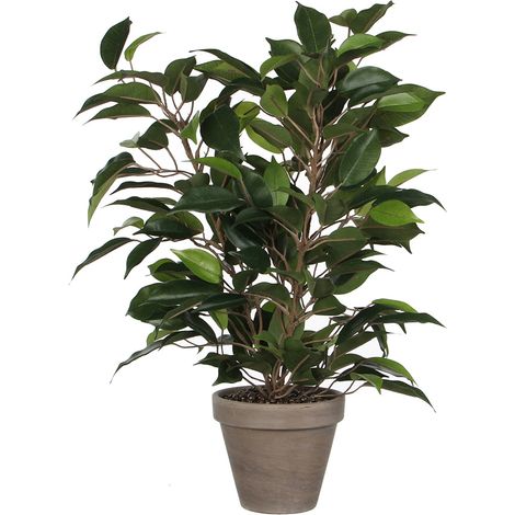 FICUS NATASJA CON MACETA Ø11,5x40x30cm