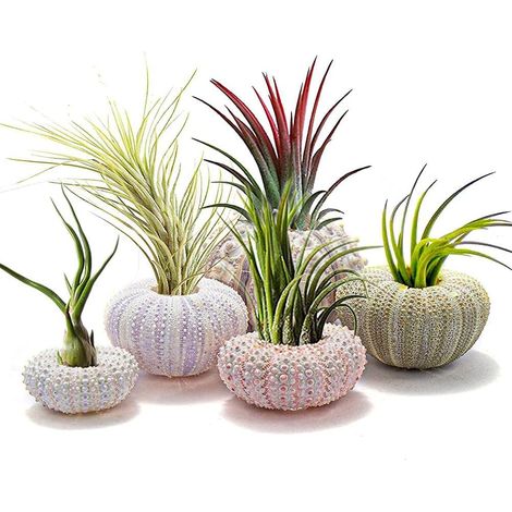 Ensemble complet de jardinières suspendues avec coquillages d'oursins, (1/4)
