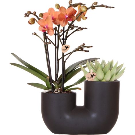 Duo Orchidée Phalaenopsis Orange et Succulente Miranda avec Pot Double Noir Ø 9 cm - PANGIVO (1/3)