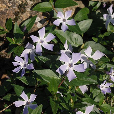 4 x Pervenche difforme - Vinca difformis  - godet 9x9 cm (1/4)