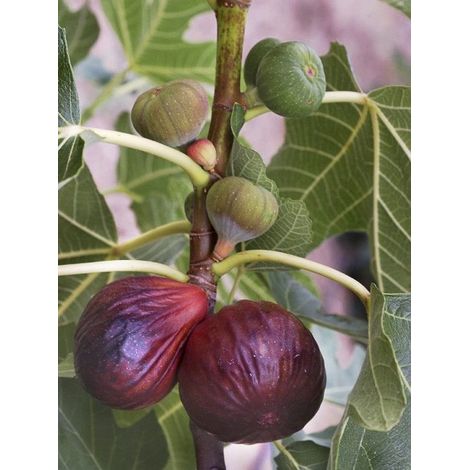 Figuier 'Violette Dauphine' Pot de 7,5L/10L, Demi-Tige (1/3)
