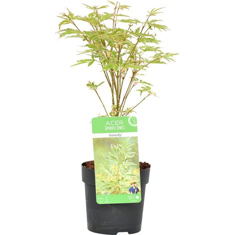 Bloomique - Acer palmatum 'Butterfly' - Érable du Japon - Feuillage panaché - Résistant au froid - Hauteur 20-30 cm - Pot 10,5 cm