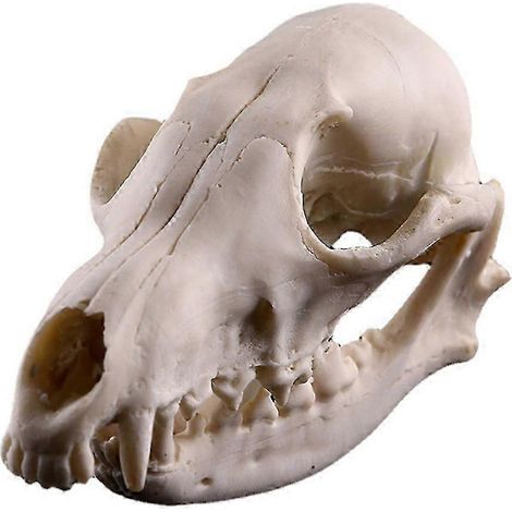 Crâne réaliste en résine pour décorations d'Halloween (1/5)