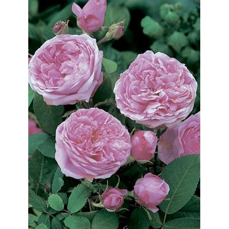 Rosier ancien Portland 'Comte de Chambord' Racines nues en motte (1/2)