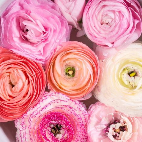 Renoncule asiatique (Ranunculus asiaticus) - Mélange de renoncules pastel - Renoncules - Abeilles et papillons - Fleurs coupées - Bulbes d'été (1/3)