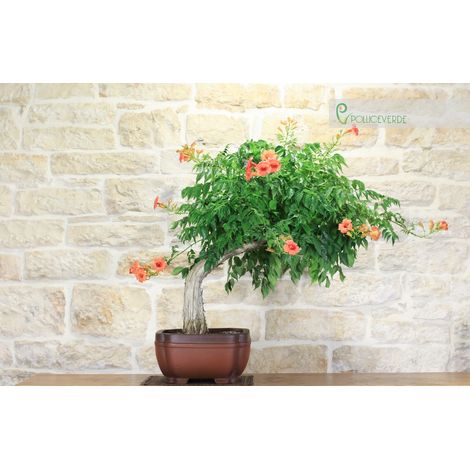 Bonsai di Bignonia (5) (1/5)