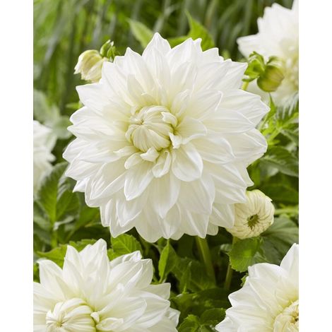 Dahlia Bull's Pride  1 pièce  tubercules de dahlia (1/2)