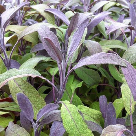 4 x Sauge officinale  - Salvia officinalis 'Tricolor'  - godet (1/4)