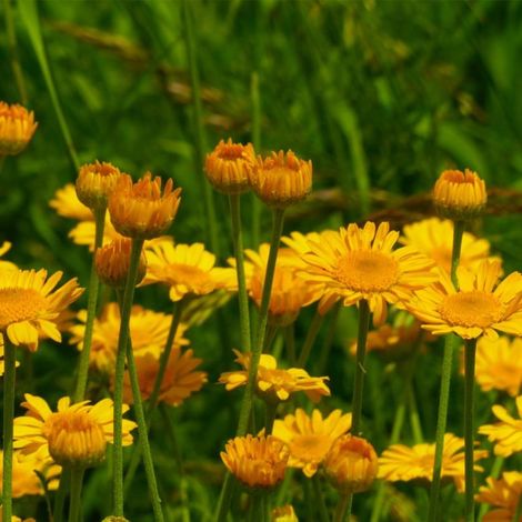 3 Anthemis Hybrida 'Kelwayi'
