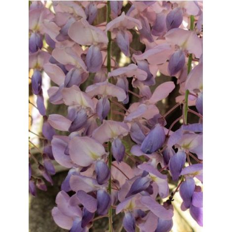 Glycine de Chine 'Flore Pleno' Pot de 3L/4L (1/3)