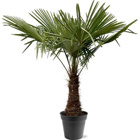 Palmier Trachycarpus Fortunei de Chine pour Jardin et Intérieur, Hauteur 220-240 cm, Ø40-45 cm - PANGIVO (1/4)