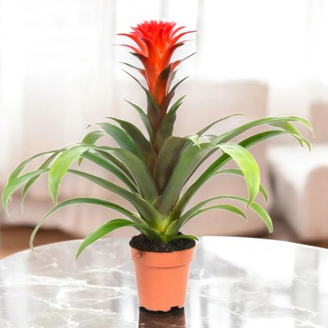 Gardenaria Guzmania 'Hope' - Pianta da interno ornamentale - Altezza: 45 cm (vaso 12) (1/5)