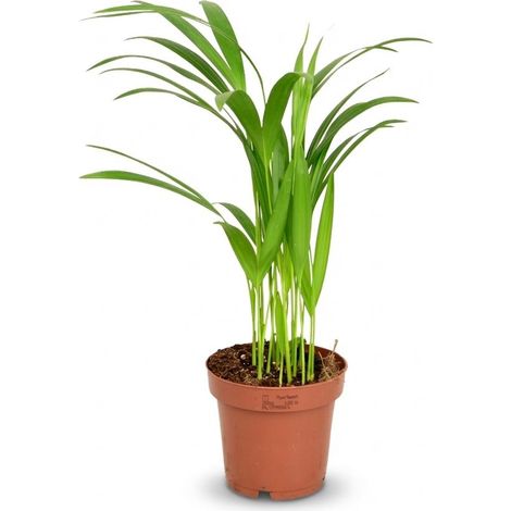 Palmier Areca Dypsis Lutescens Plante d'Intérieur Dépolluante Vert Clair Pot Ø 12 cm Hauteur 40 cm - PANGIVO (1/4)
