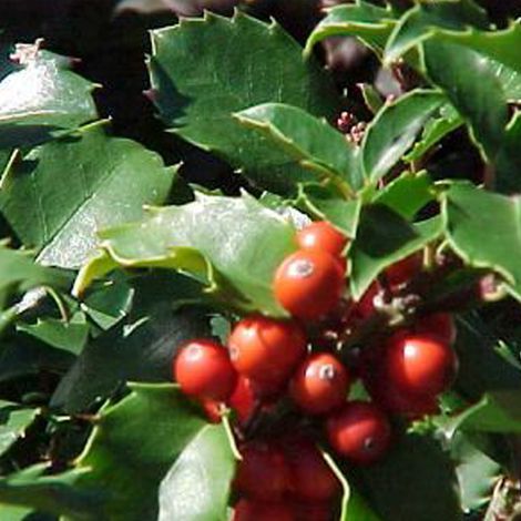Houx - ilex meserveae 'Blue Princess' - 40-60 cm pot (1/4)