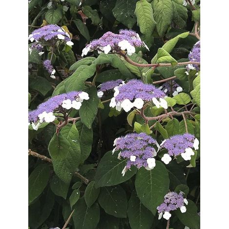 Hortensia aspera 'Bellevue' Pot de 4L/5L (1/3)